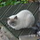 oldrobcat