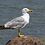 RelaxingGull