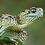 snakesdotcom